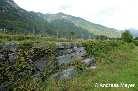 Habitat : ourlets herbeux