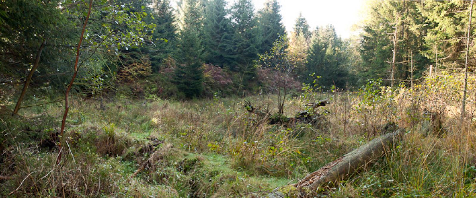Prairie de castor sur un petit ruisseau de l'Eifel (Allemagne). Le remblai que l’on voit à l’avant-plan est l’ancien barrage recouvert de végétation (© Christof Angst)