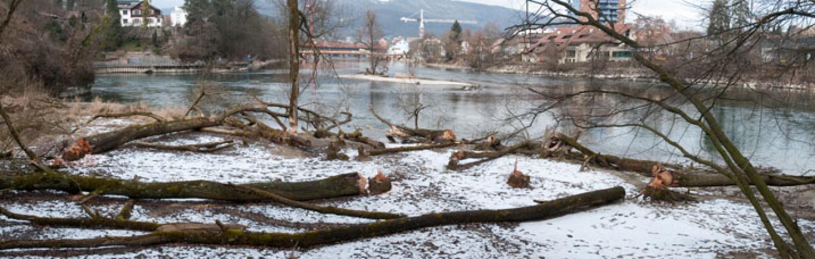 Grand chantier le long de l’Aar à Olten. Dans ce cas, une famille de castors a entièrement abattu un petit bois comportant certains saules de grande taille.