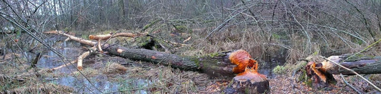 Chantier dans un bosquet des bords de l’Aar, sur le Plateau suisse. Les arbres sont débités en morceaux directement sur place, puis l’écorce est consommée au même endroit. 
