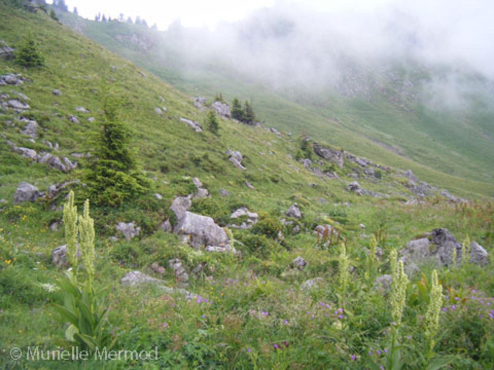Pâturage alpin parsemé d'éboulis