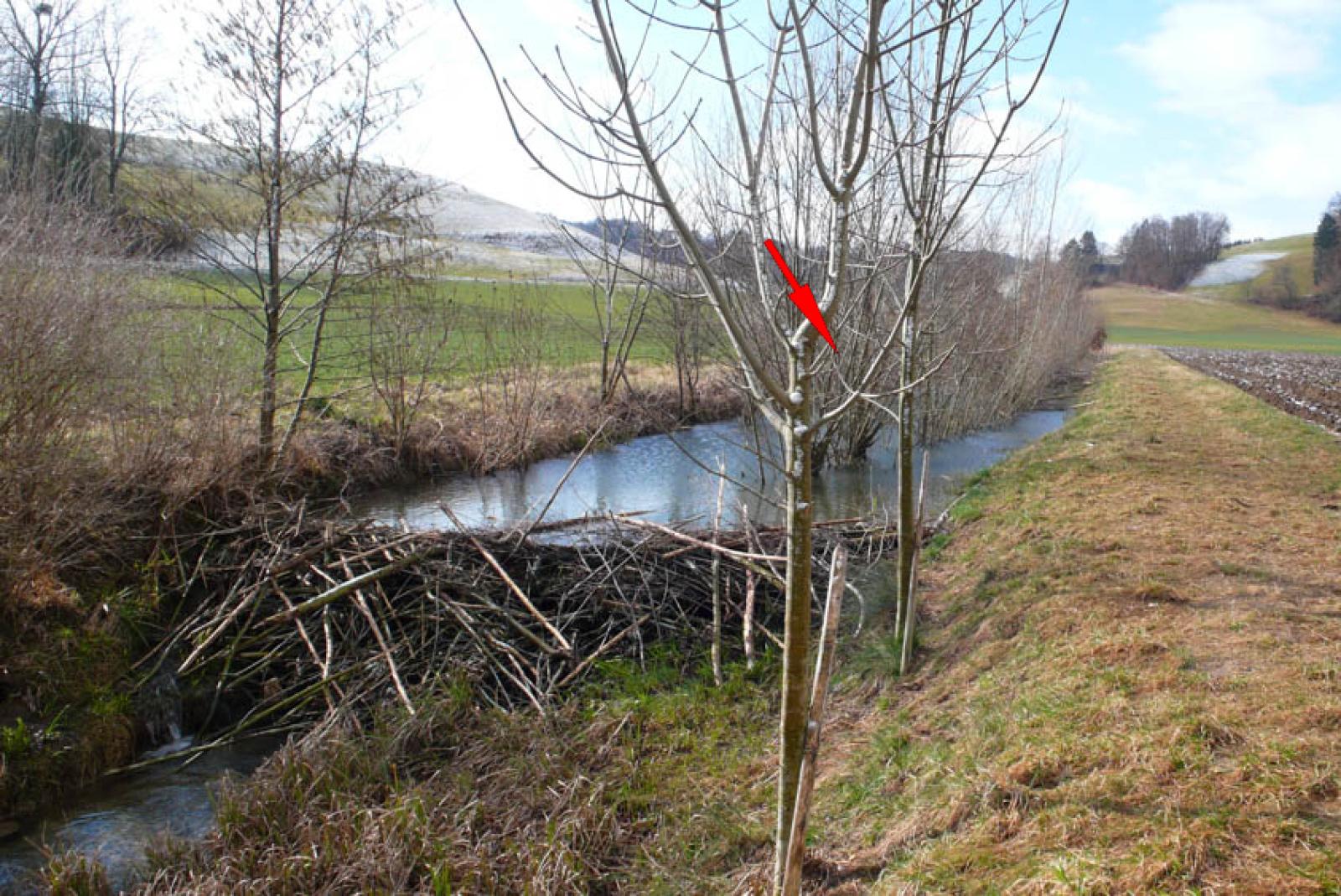 Barrage principal de castor