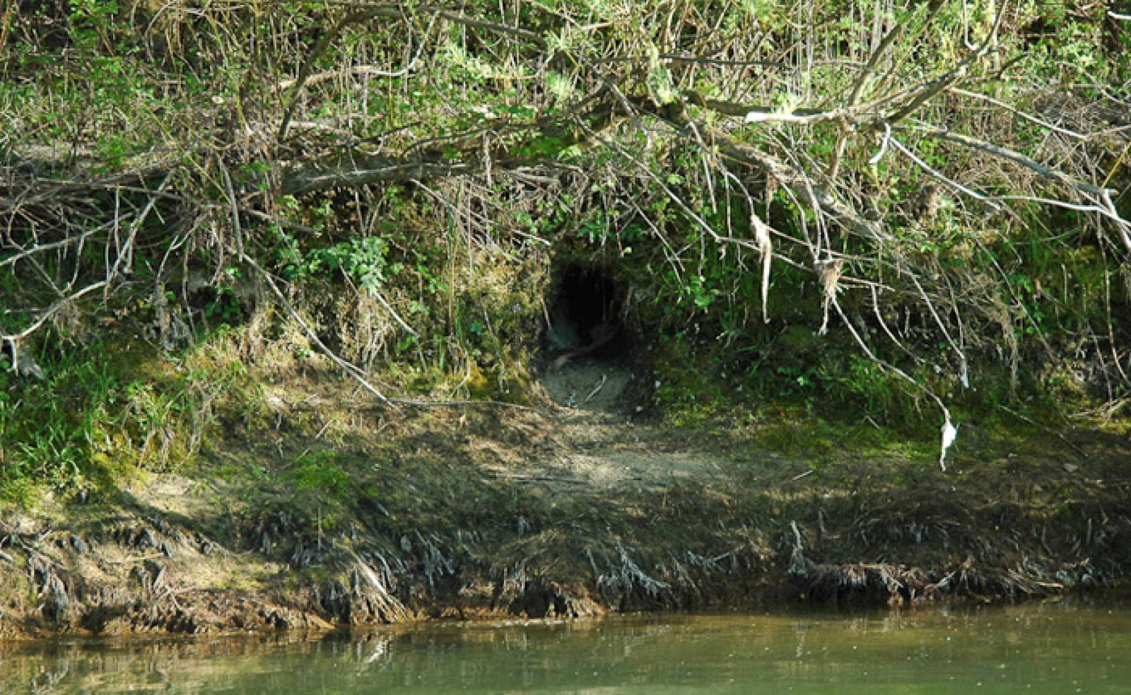 Entrée d’un terrier de secours en cas de crue le long de l’Aar. L’entrée se situe env. 1 m au-dessus du niveau normal de l’eau (© Christof Angst)