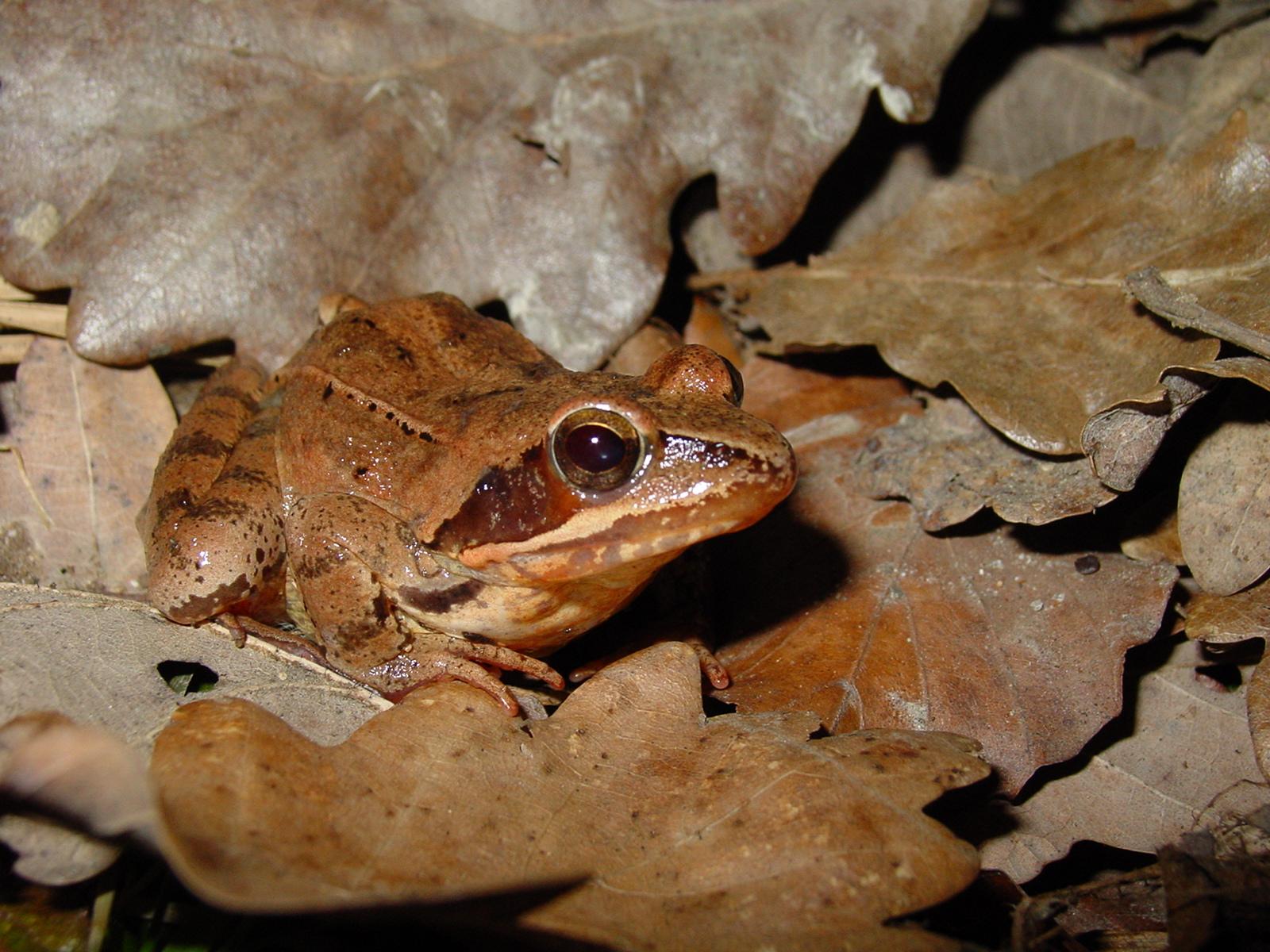 Springfrosch, gut getarnt im braunen Laub