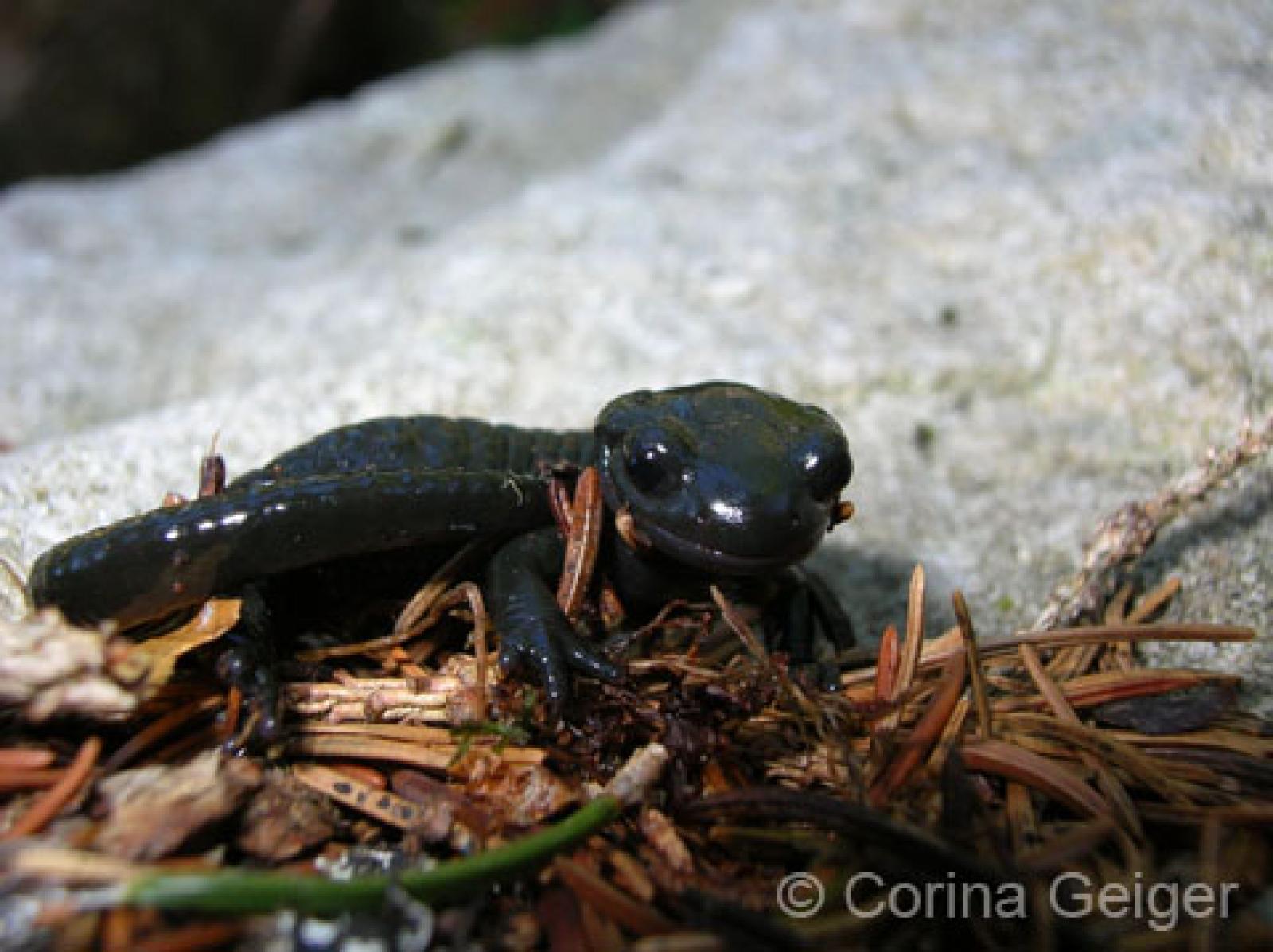 Salamandre noire