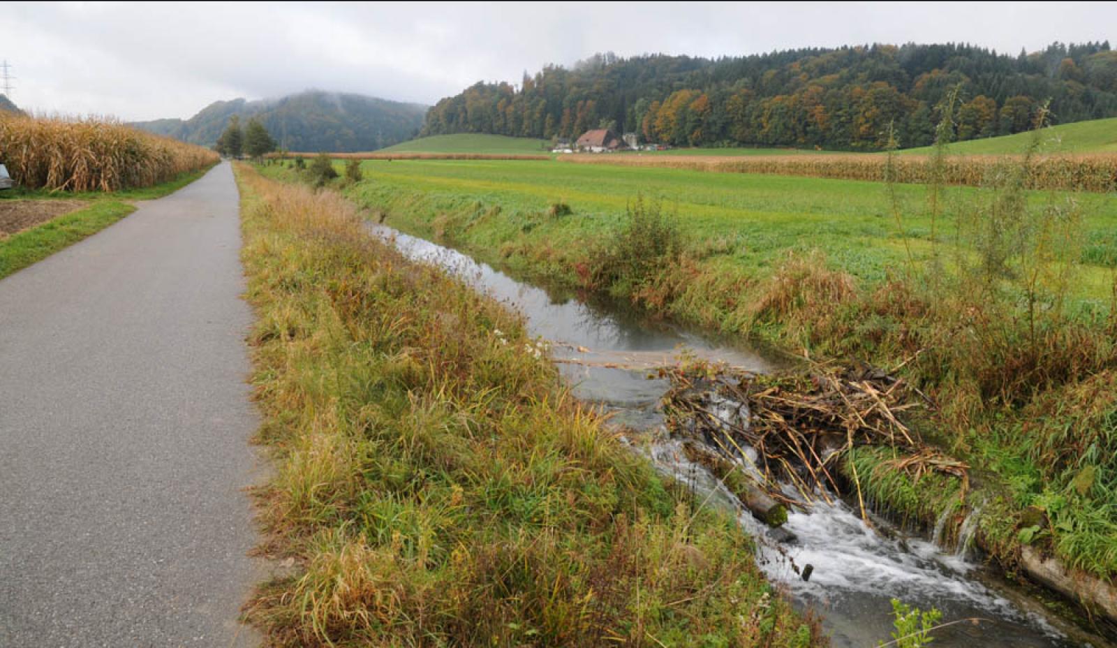 Barrage temporaire de castor dans un fossé de drainage en zone agricole