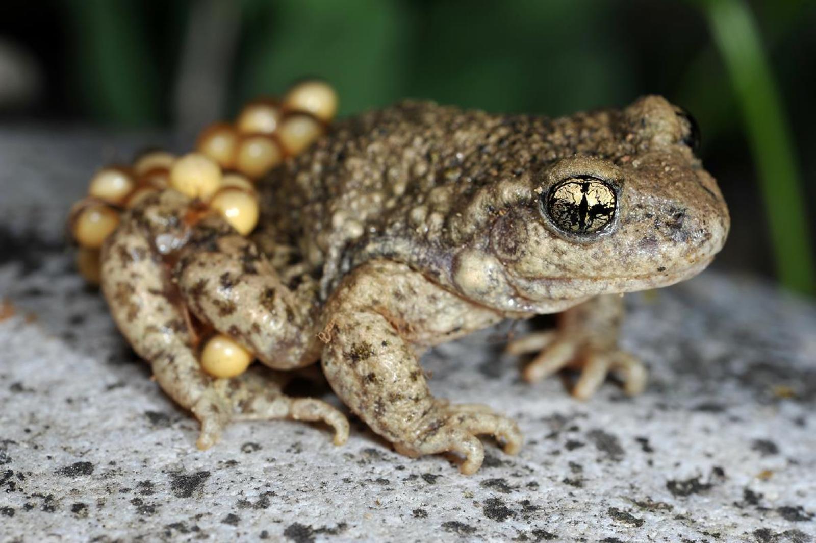 Männchen der Geburtshelferkröte mit Eiern