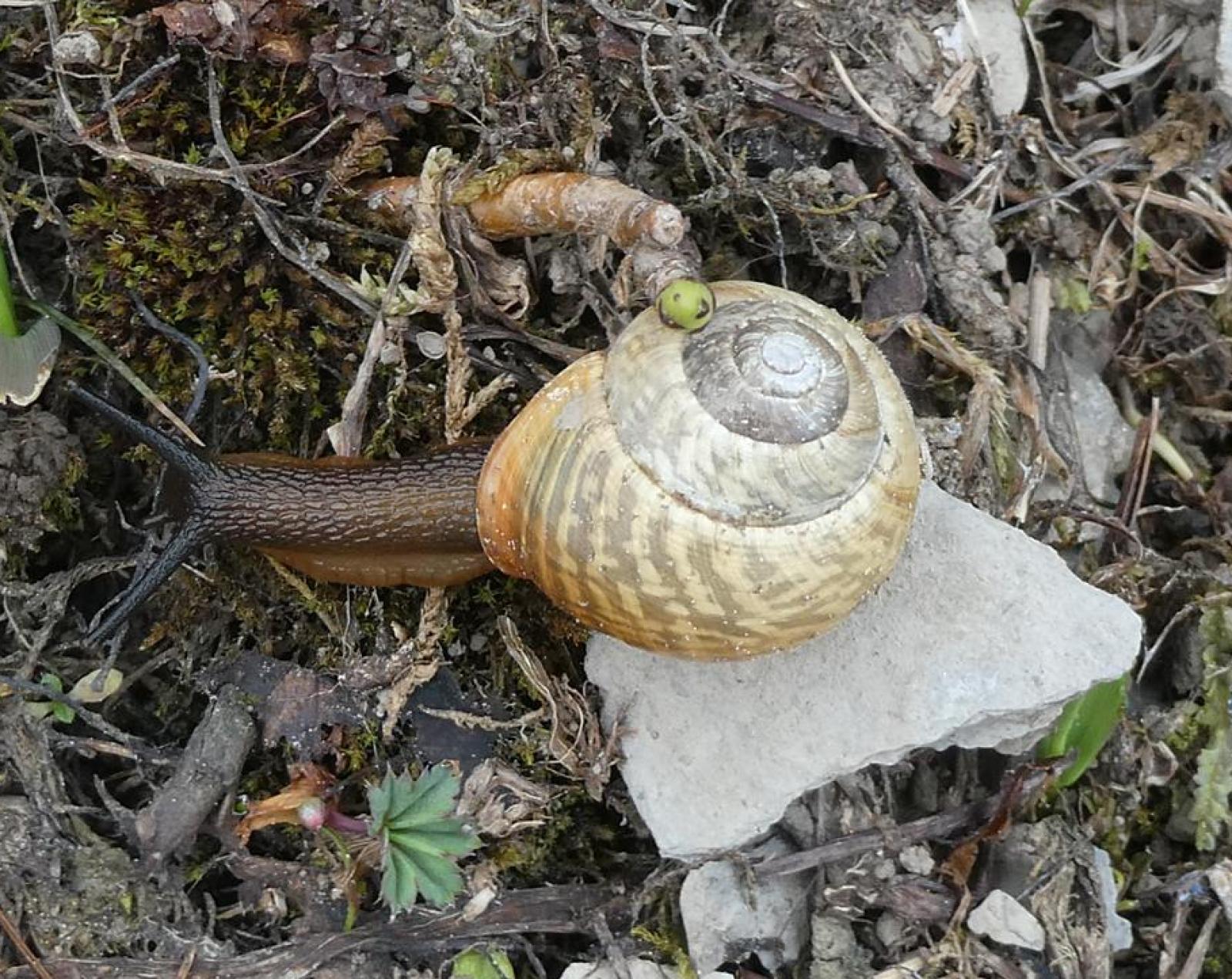 Mollusque Arianta arbustorum