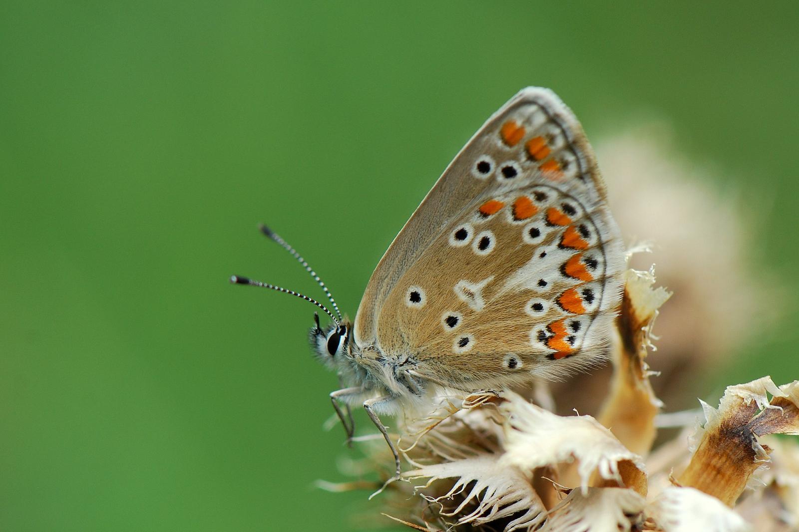 Papillon Aricia agestis/artaxerxes