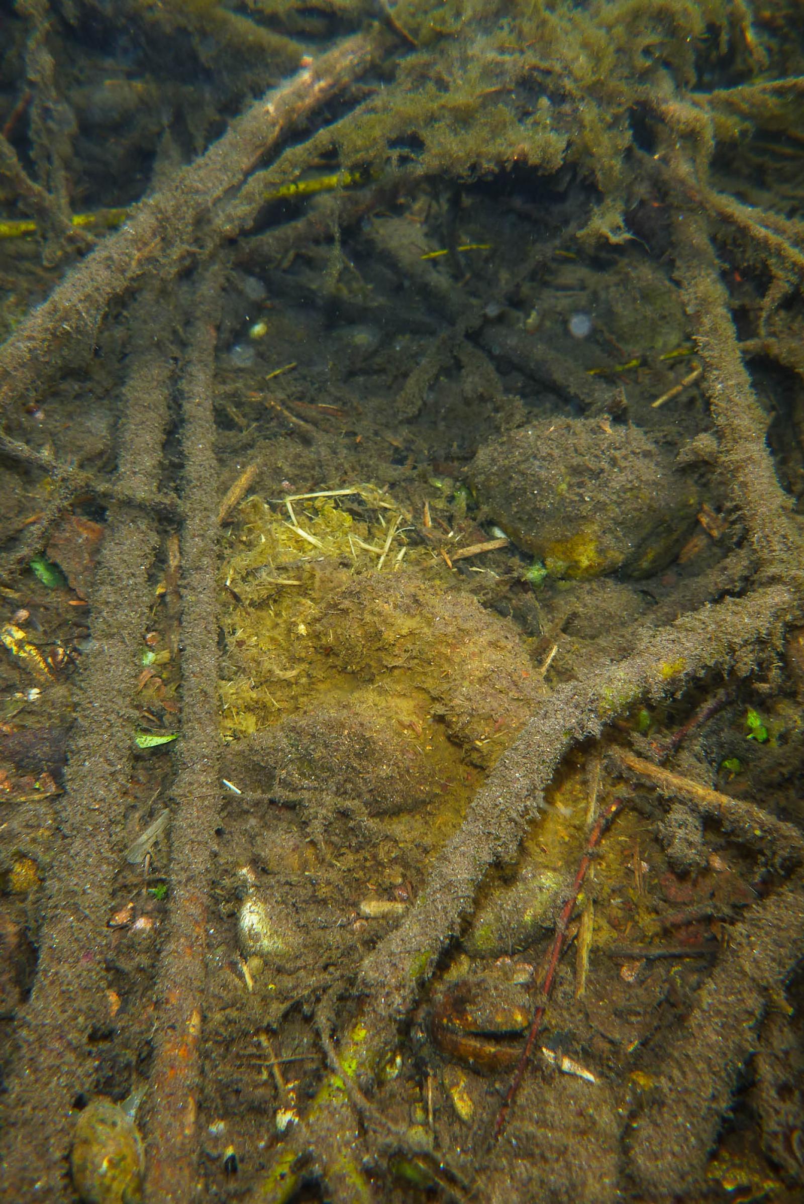 Crottes de castor dans l'eau (© Christof Angst)