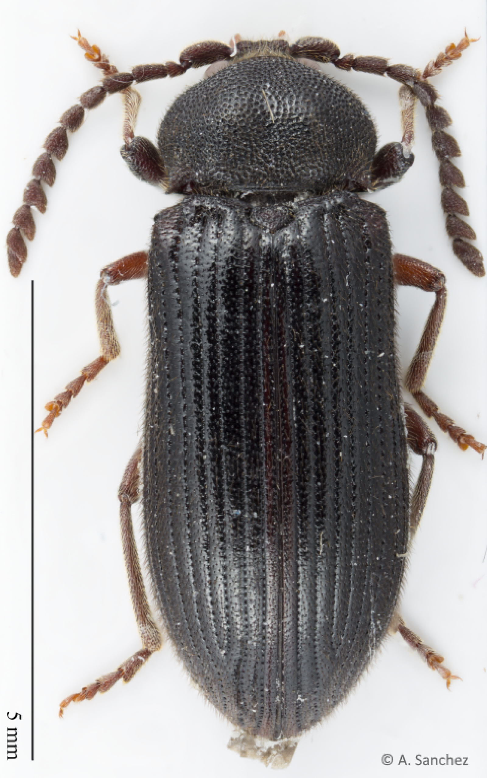 Cerophytum elateroides (Latreille, 1809) (© Andreas Sanchez)