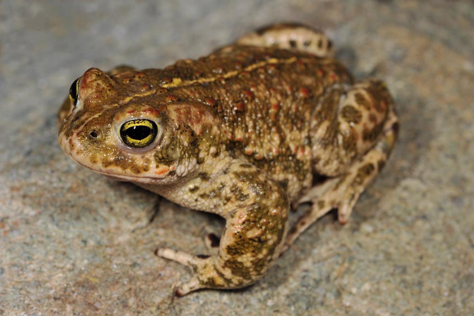 Maschio di rospo calamita
