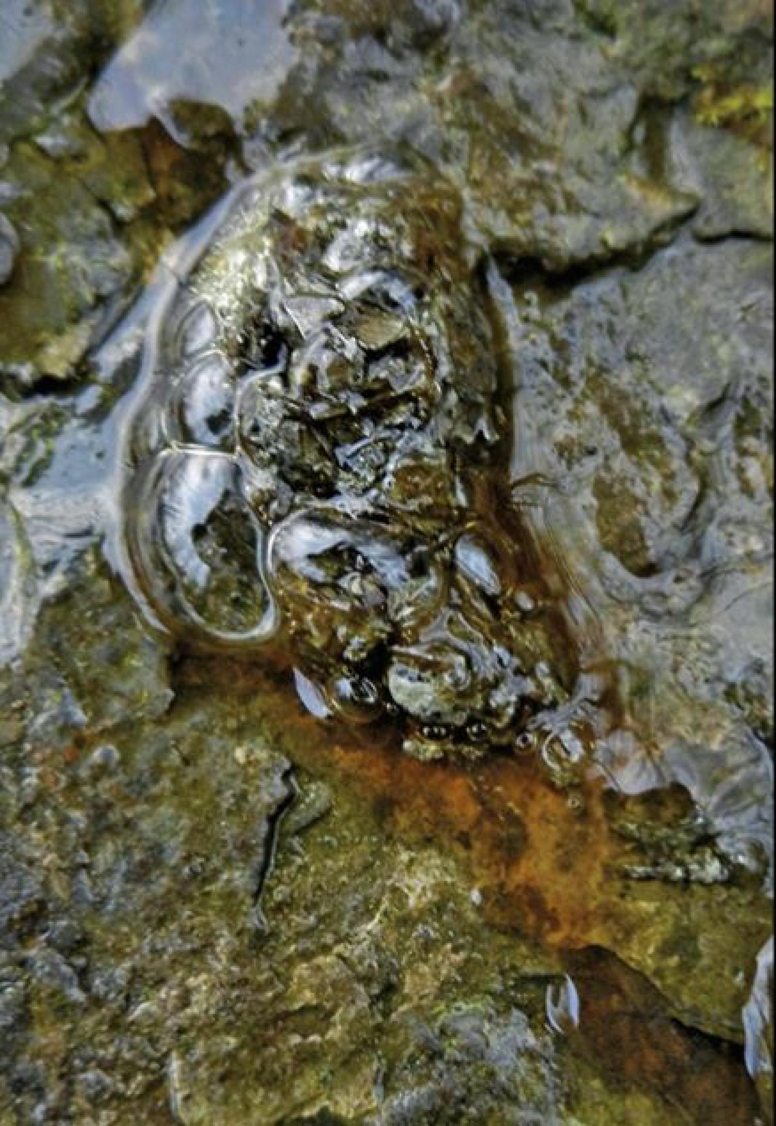 Excrément visqueux de loutre (gelée) (© Ueli Iff)