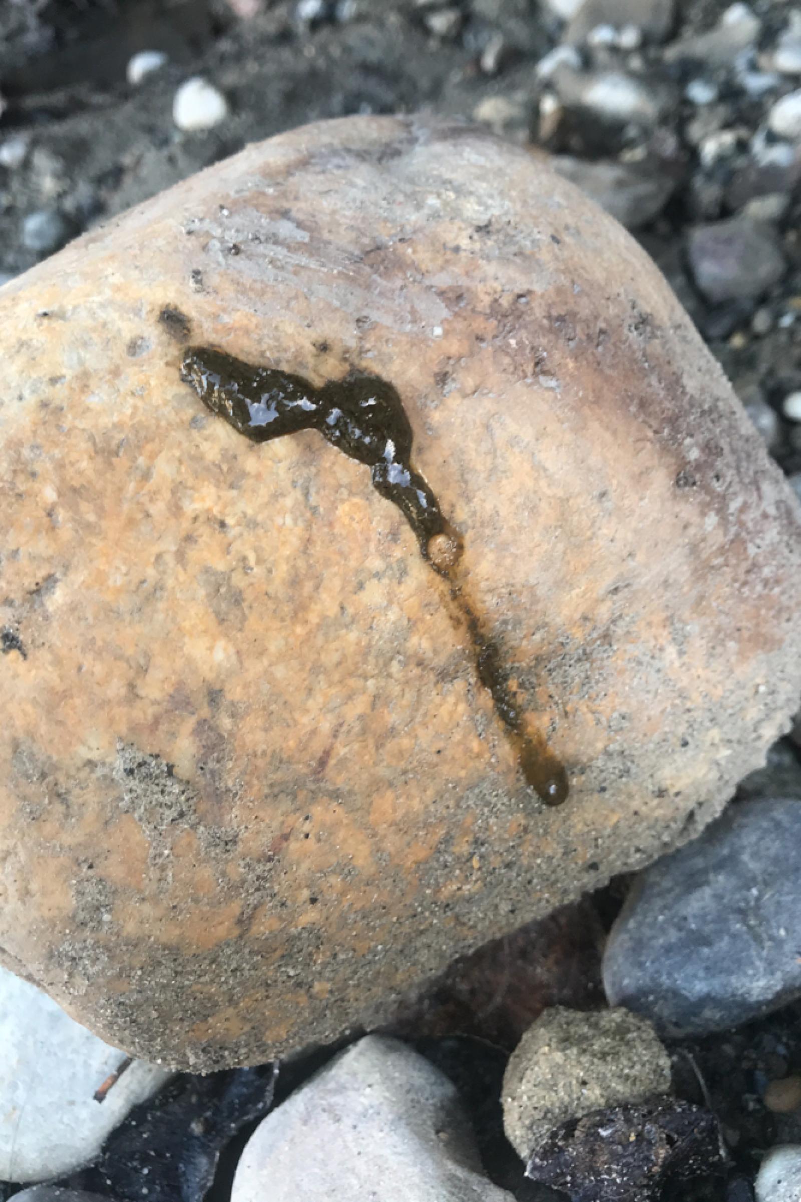 Excrément visqueux de loutre (gelée) (© Ueli Iff)