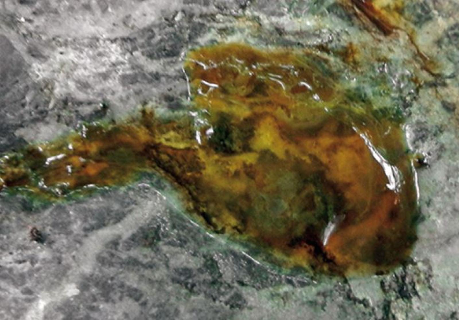 Excrément visqueux de loutre (gelée) (© Ueli Iff)