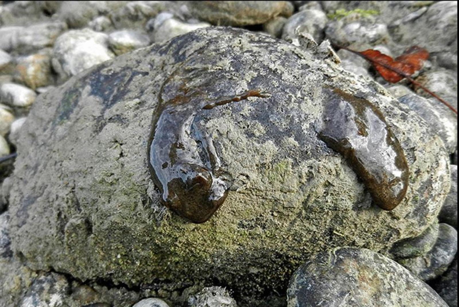 Excrément visqueux de loutre (gelée) sur une pierre (© Ueli Iff)