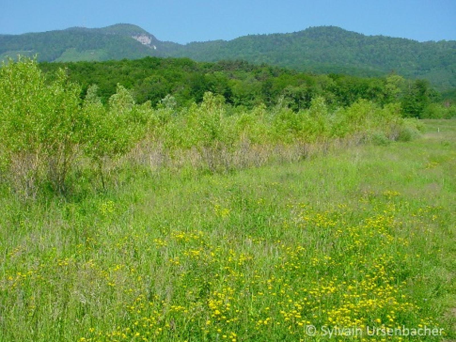 Prairie extensive avec haie