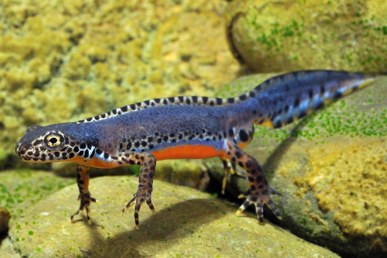 Männchen des Bergmolches in blau-oranger Färbung