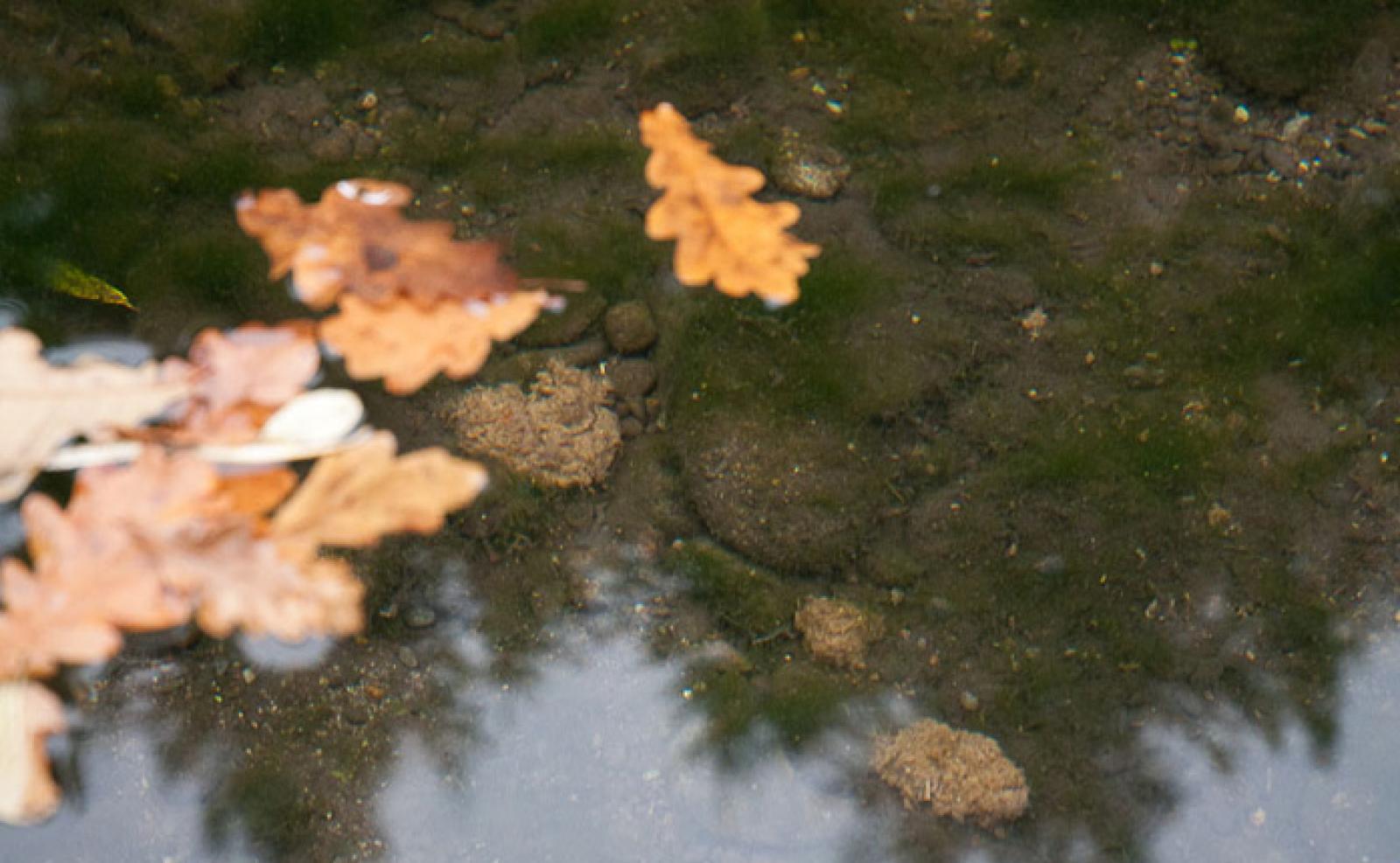 Crottes de castor dans l'eau (© Christof Angst)