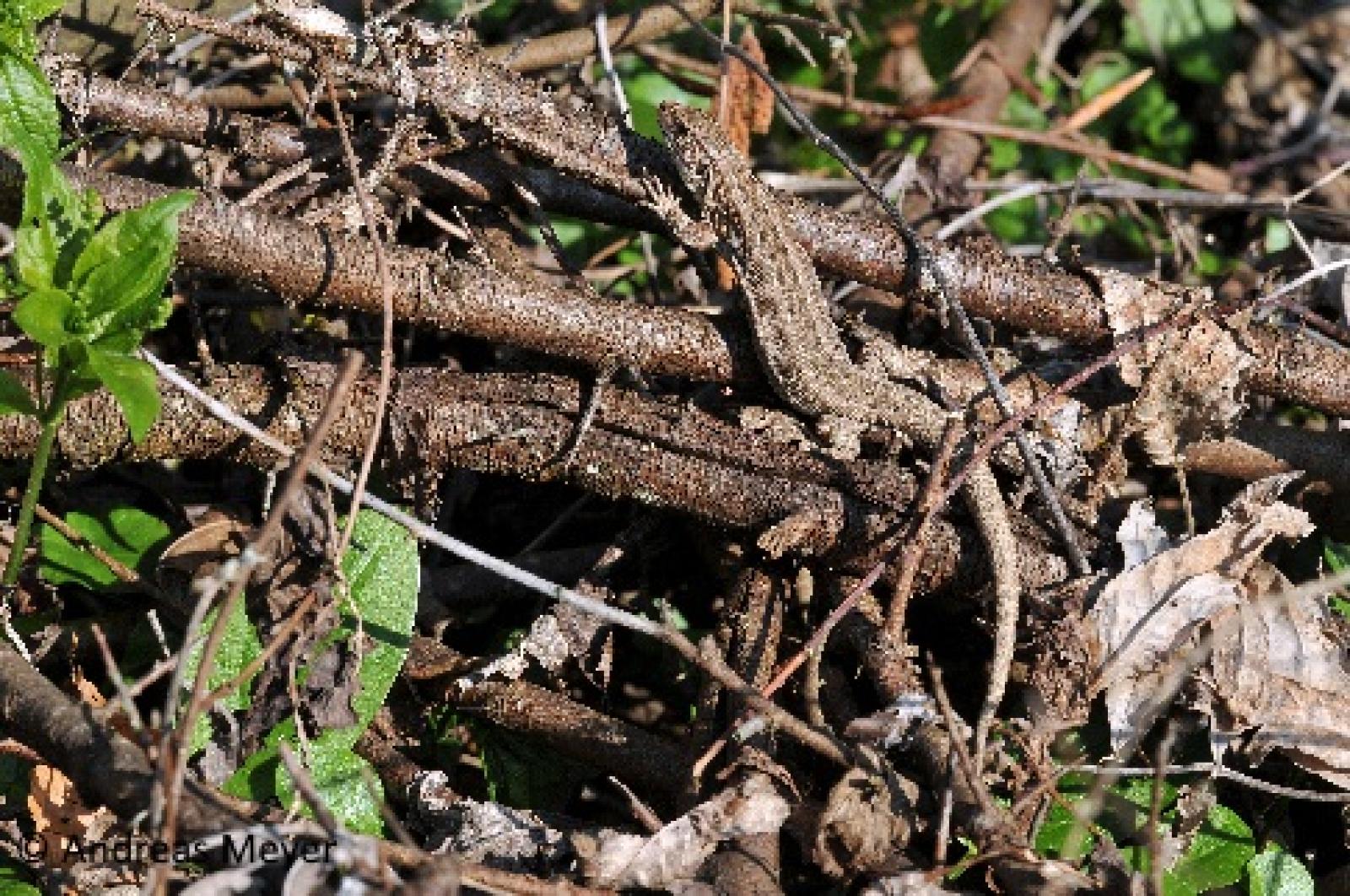 Femelle d'un lézard agile