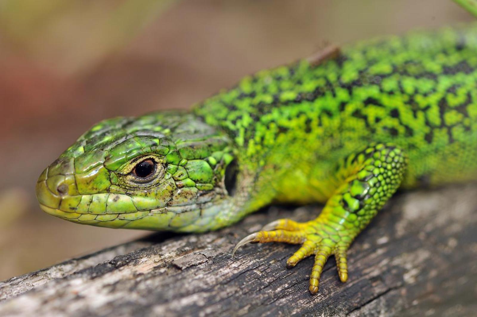 Portrait d'une femelle du lézard vert