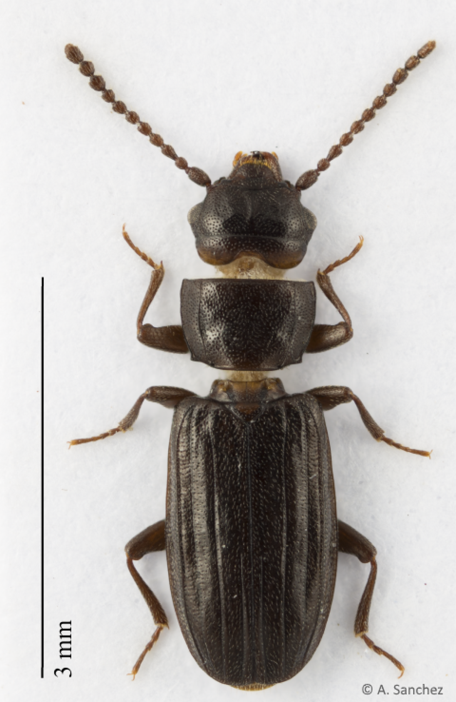 Laemophloeus muticus (Fabricius, 1781) (© Andreas Sanchez)