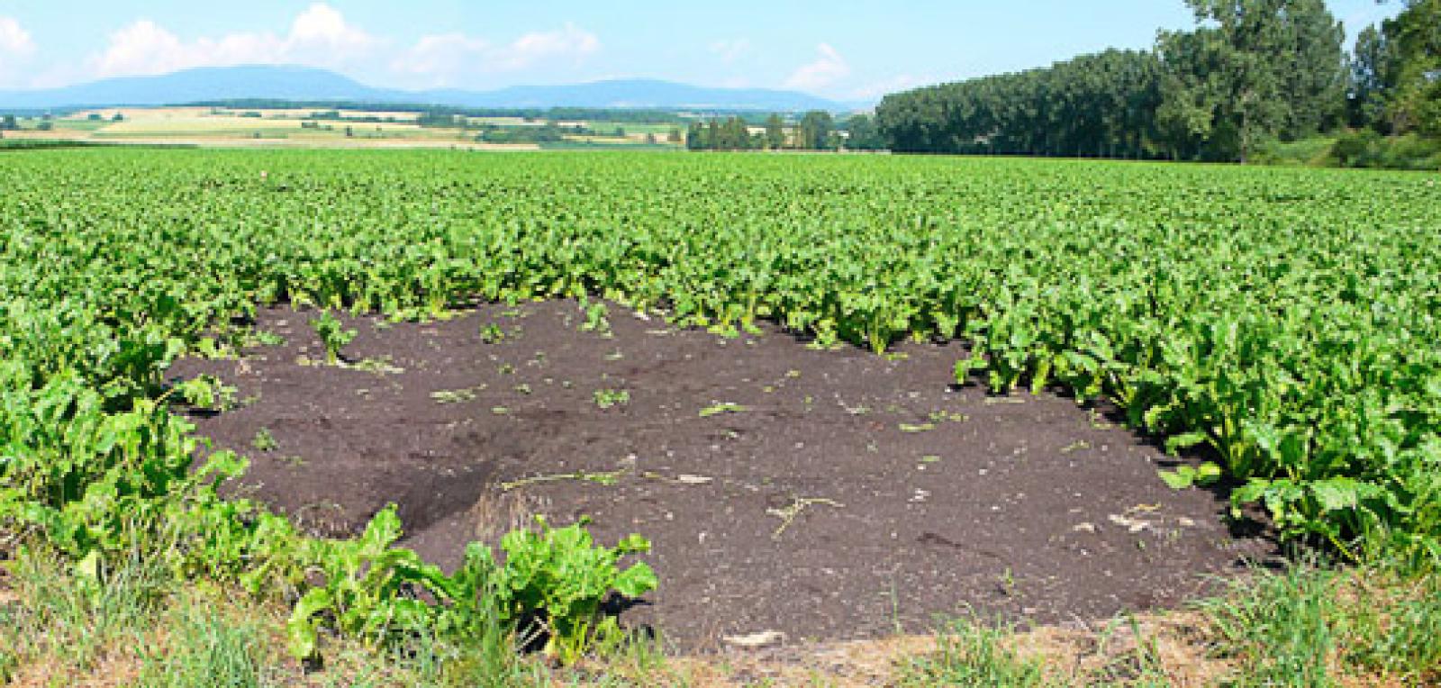 Champ de betteraves sucrières proche d’un cours d’eau (© Christof Angst)