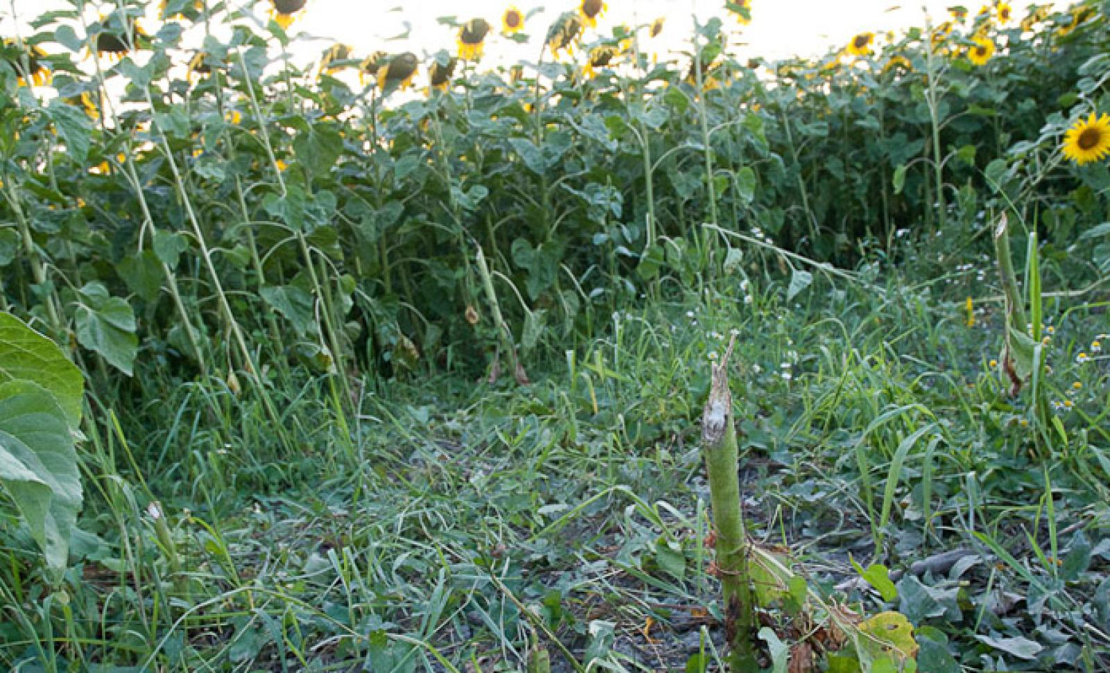 Tiges de tournesol coupées par un castor (© Christof Angst)