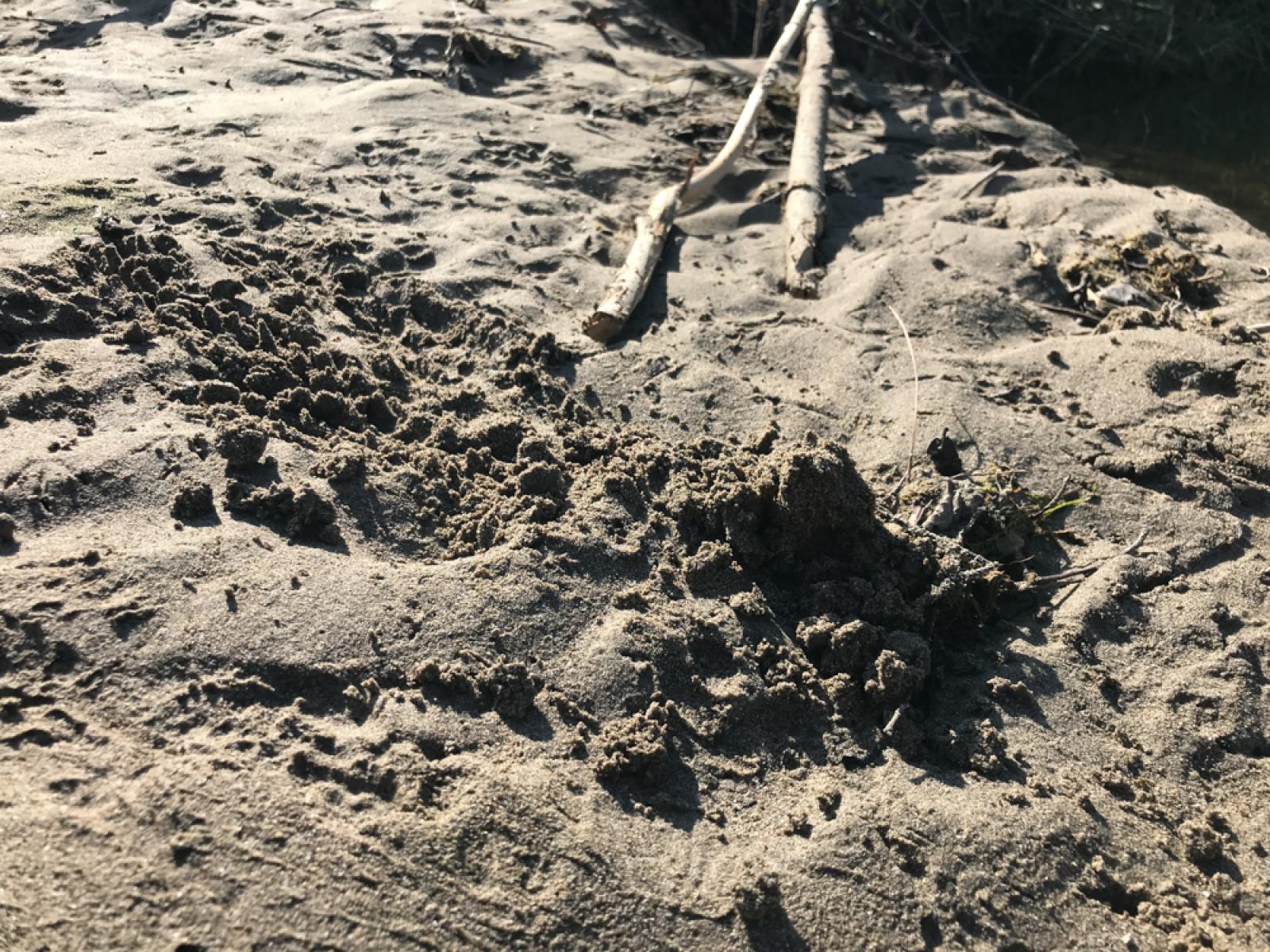 Les loutres grattent également du sable sur la rive pour en faire un tas et déposent leurs excréments directement sur ce tas  (© Christof Angst)