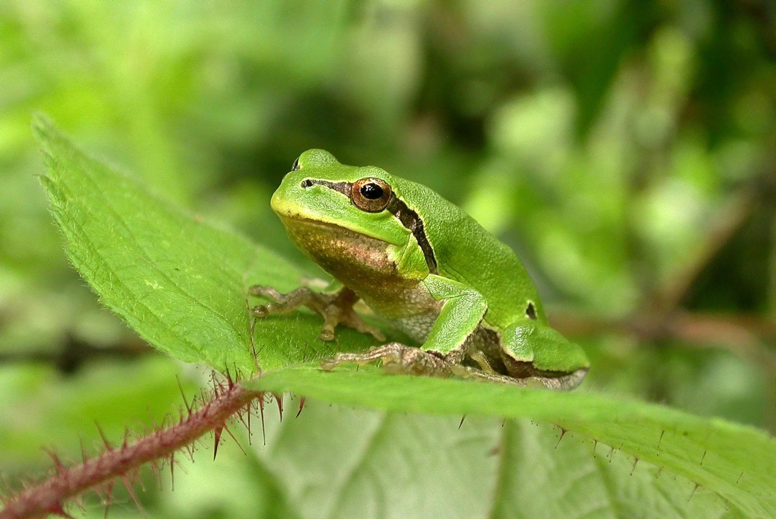 Italienischer Laubfrosch auf einem Brombeerblatt 