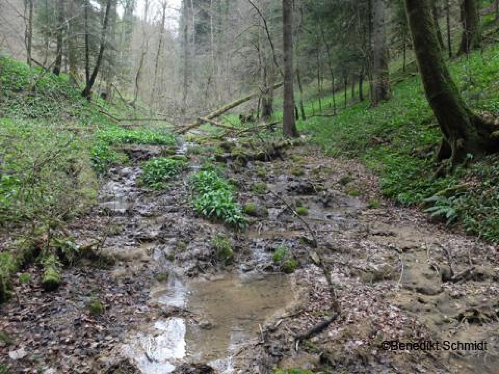 Waldbach mit Feuersalamander-Larven