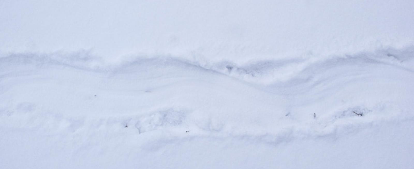 Trace d’un castor dans la neige très légère et sèche (© Christof Angst)