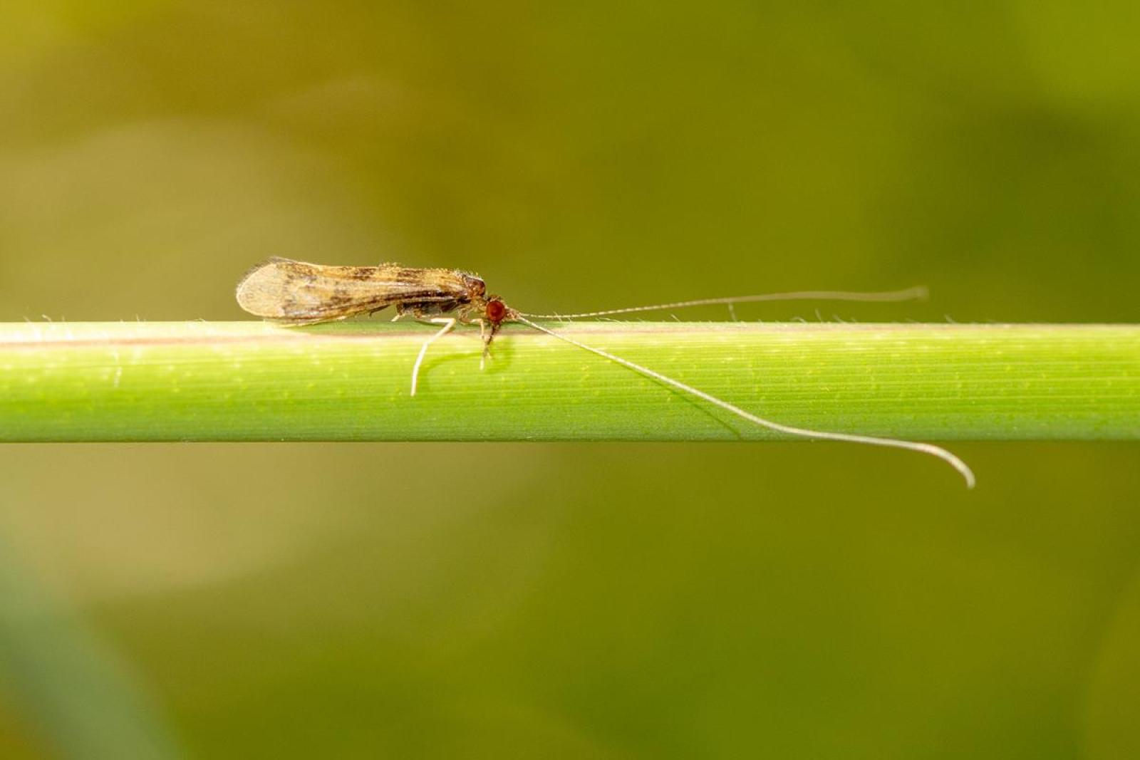 Trichoptère Mystacides longicornis