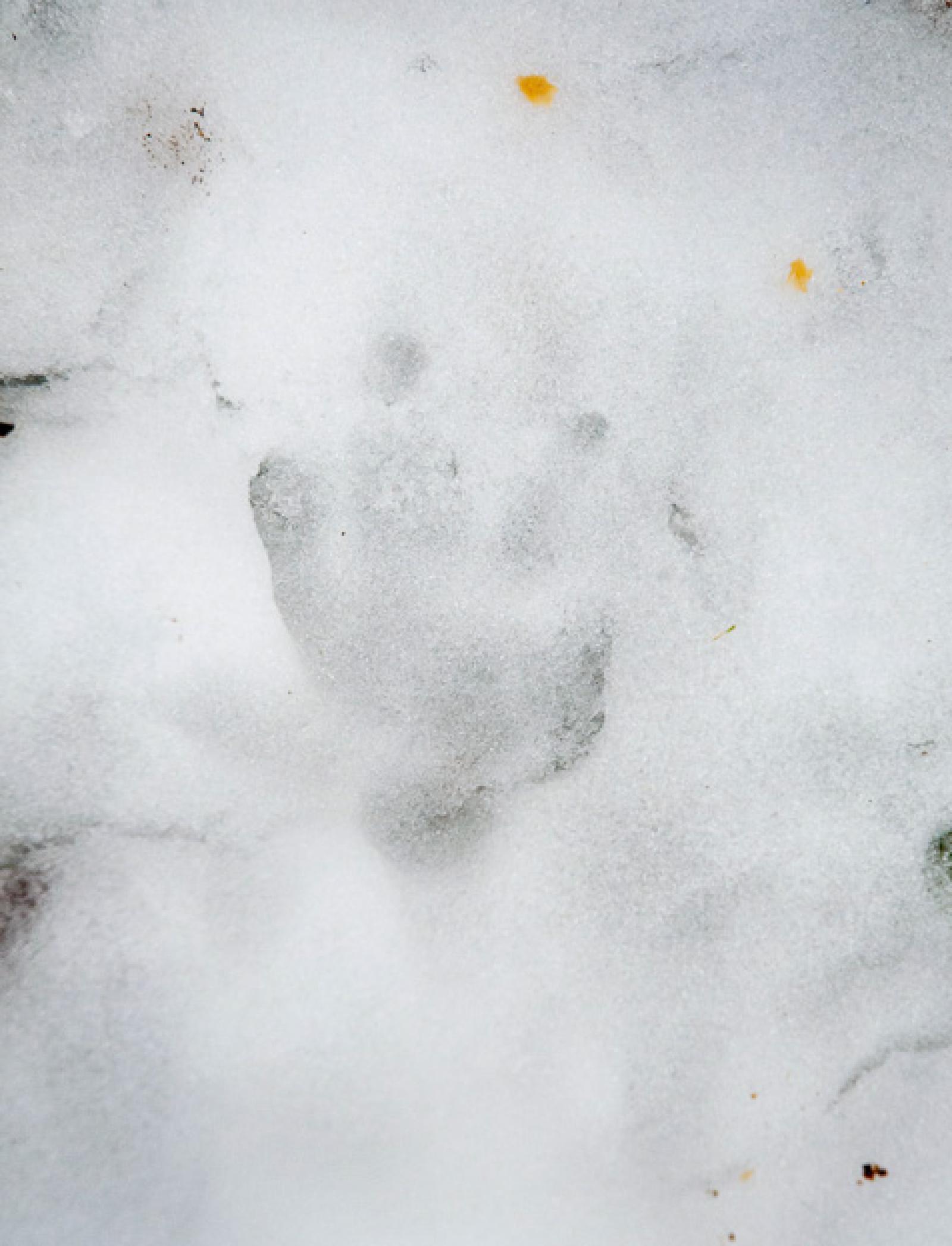Empreinte de pattes avant dans la neige (© Christof Angst)