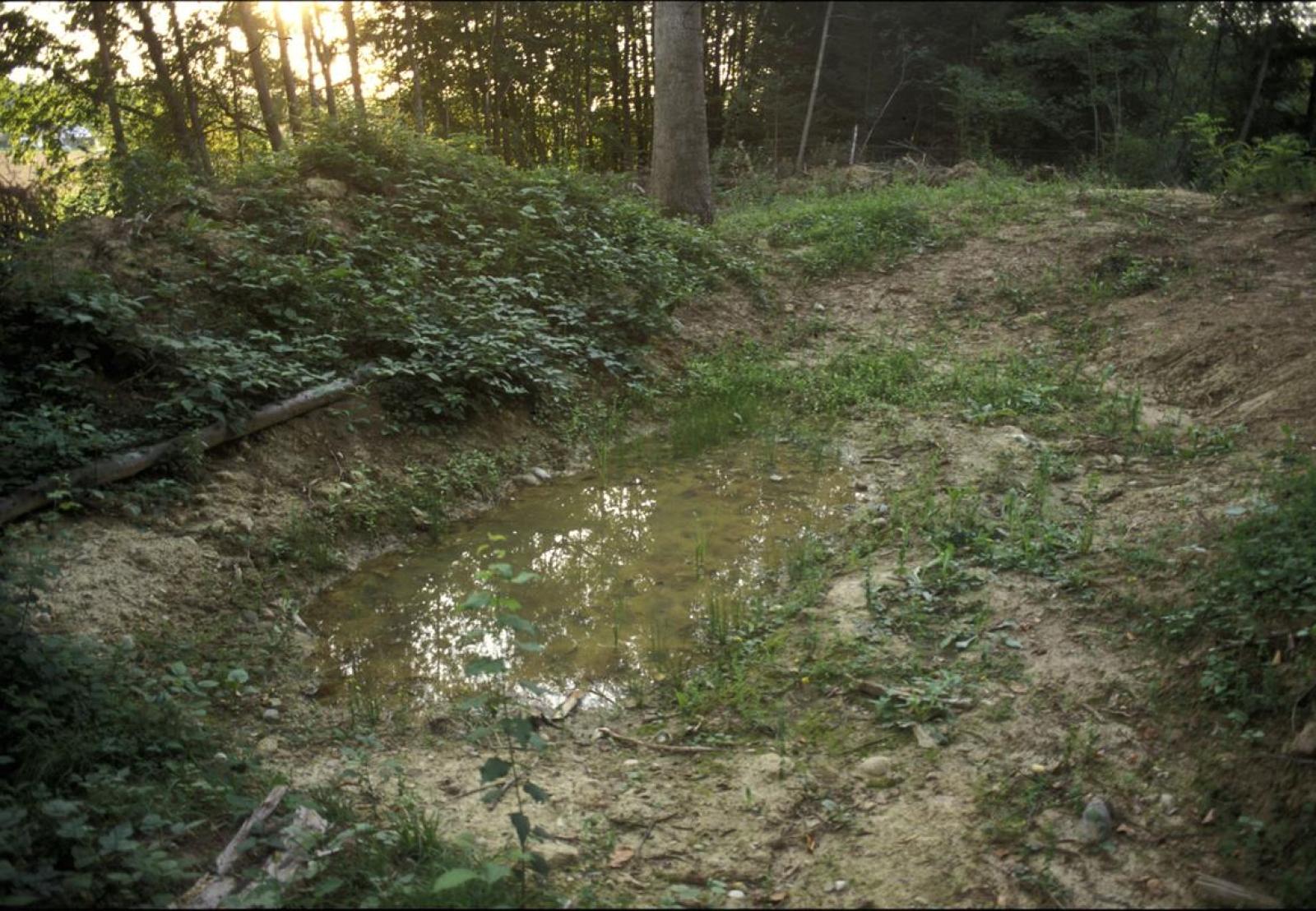 Une mare de forêt argileuse