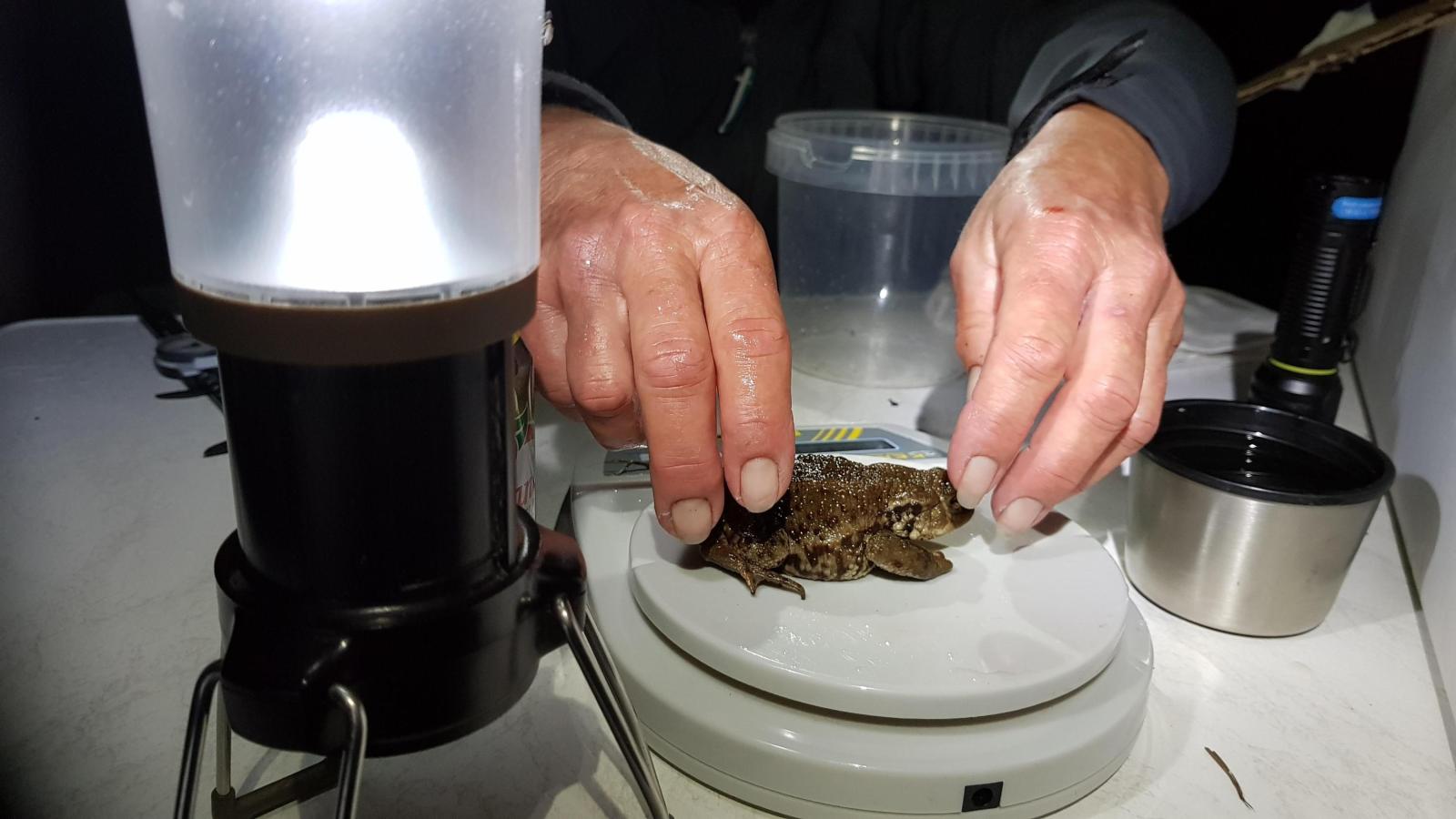 Un crapaud commun sur une balance