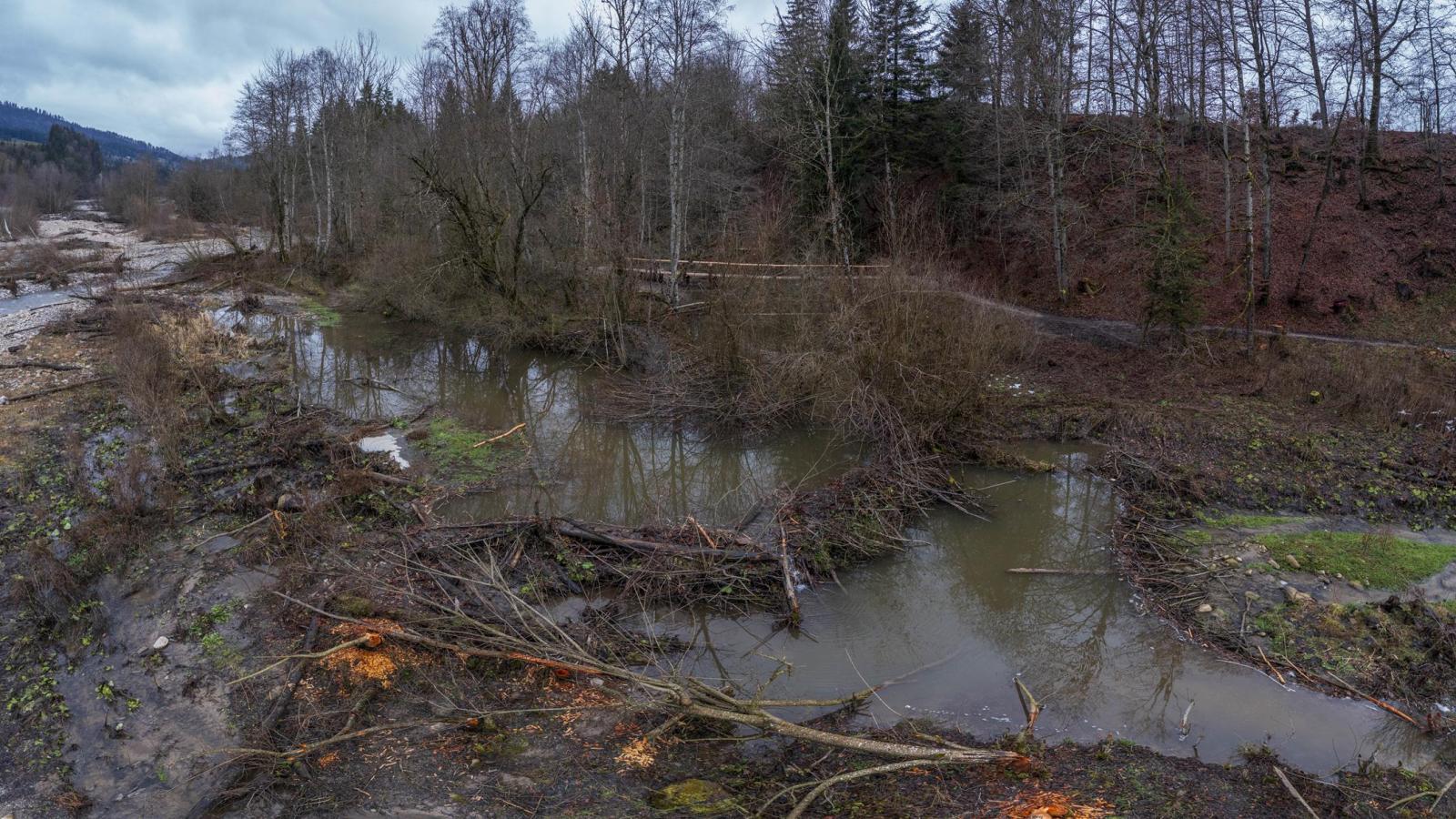 Image par drone d'un territoire de castors en forêt