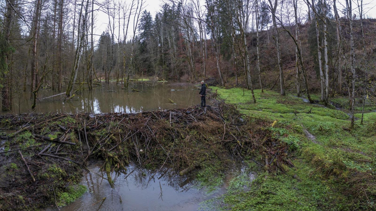 Image par drone d'un territoire de castors en forêt