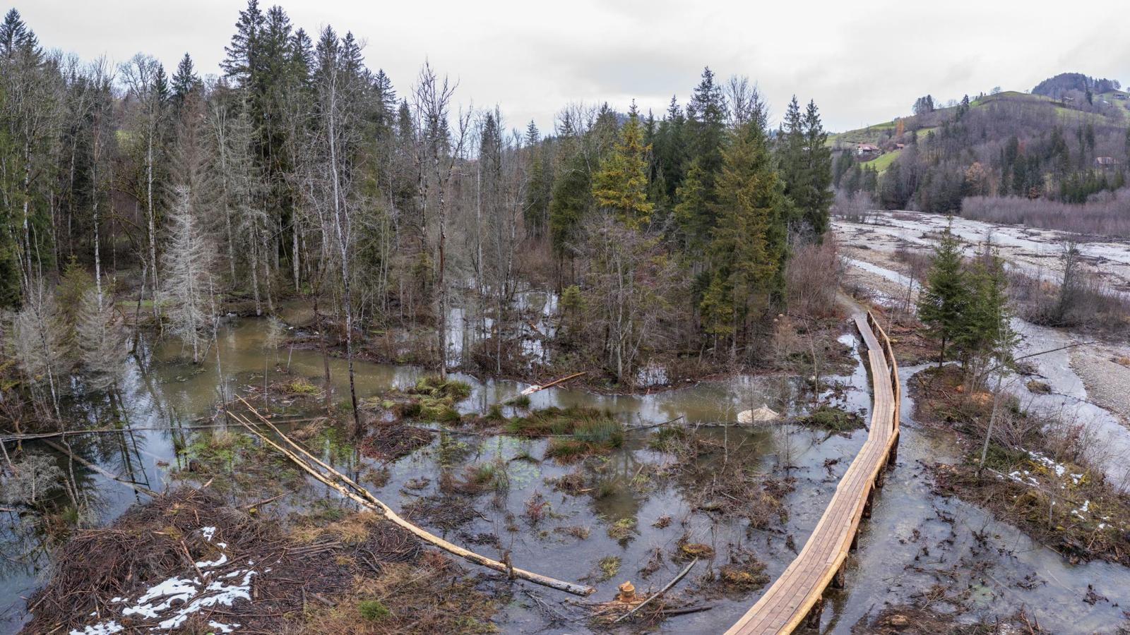 Image par drone d'un territoire de castors en forêt