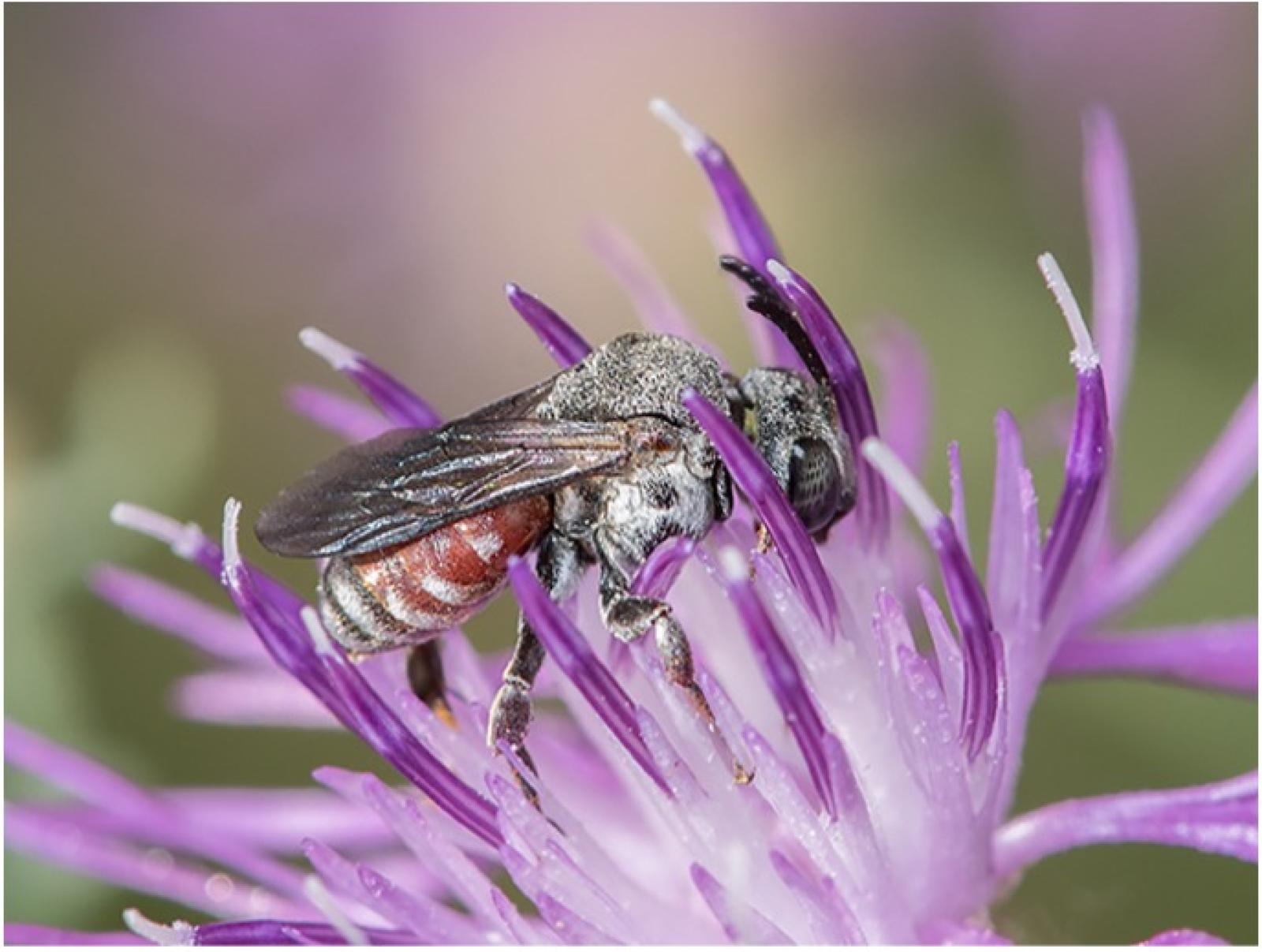 Abeille Ammobates punctatus sur une fleur