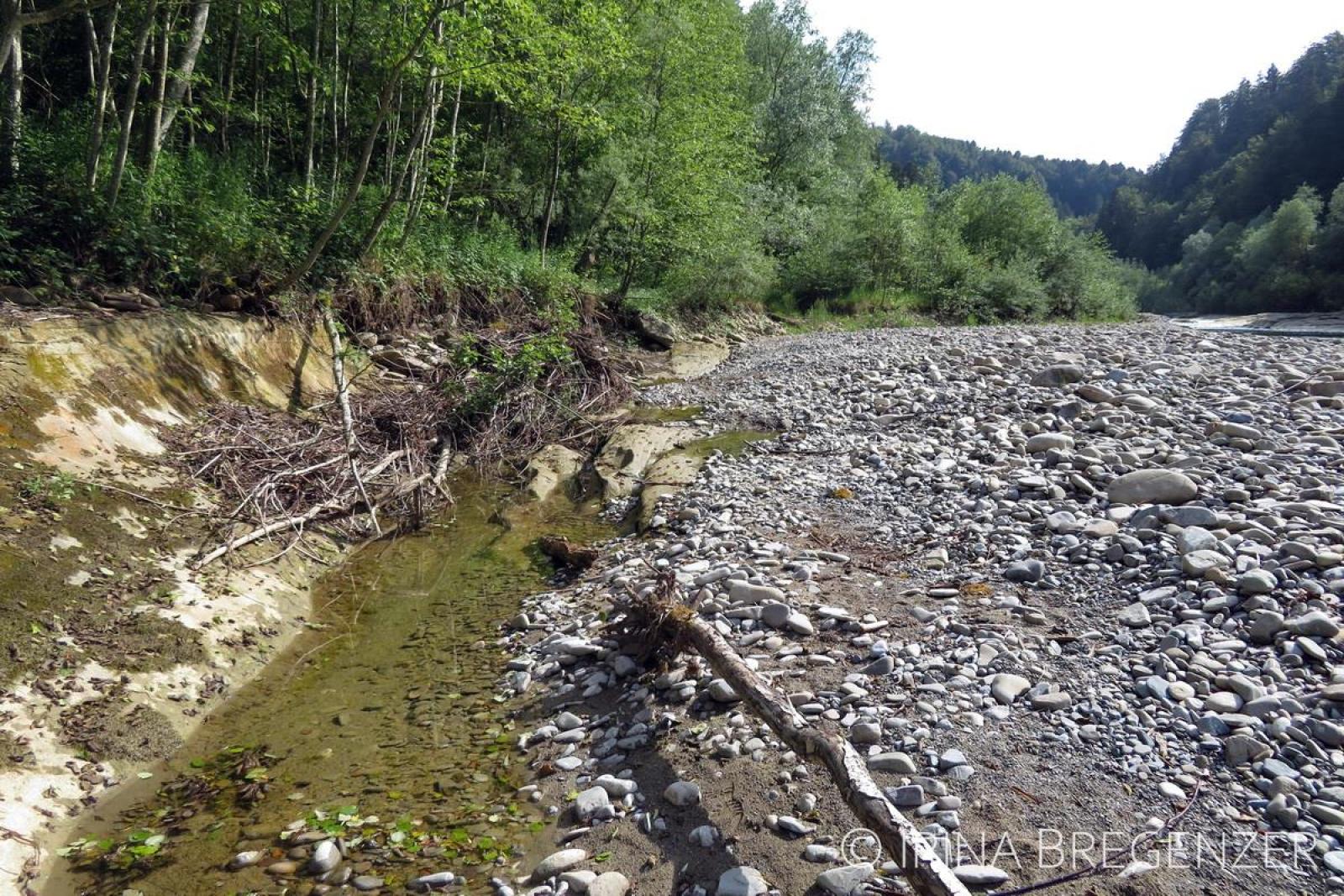 Gouille temporairement en eau