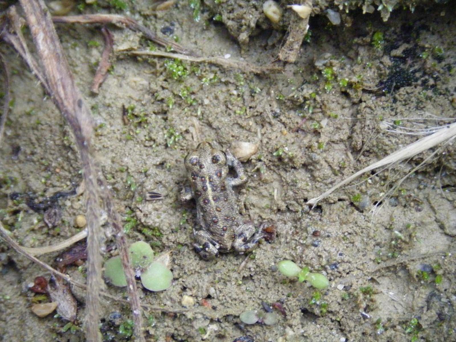 Un tout petit crapaud