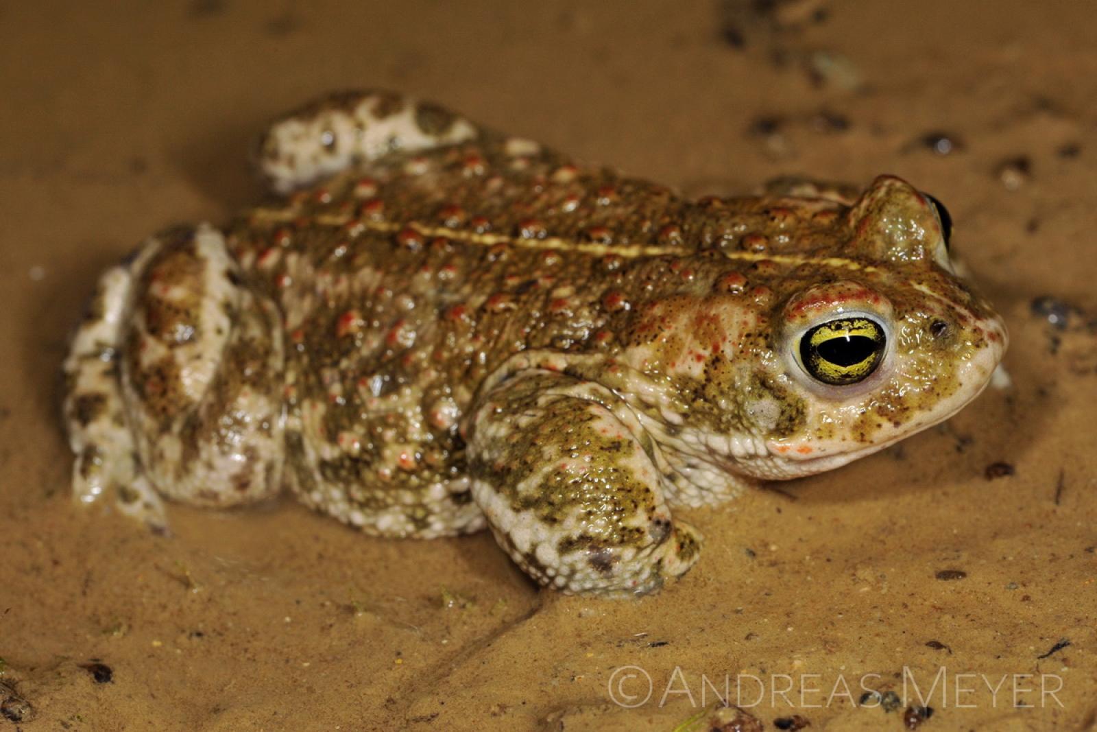 Crapaud calamite