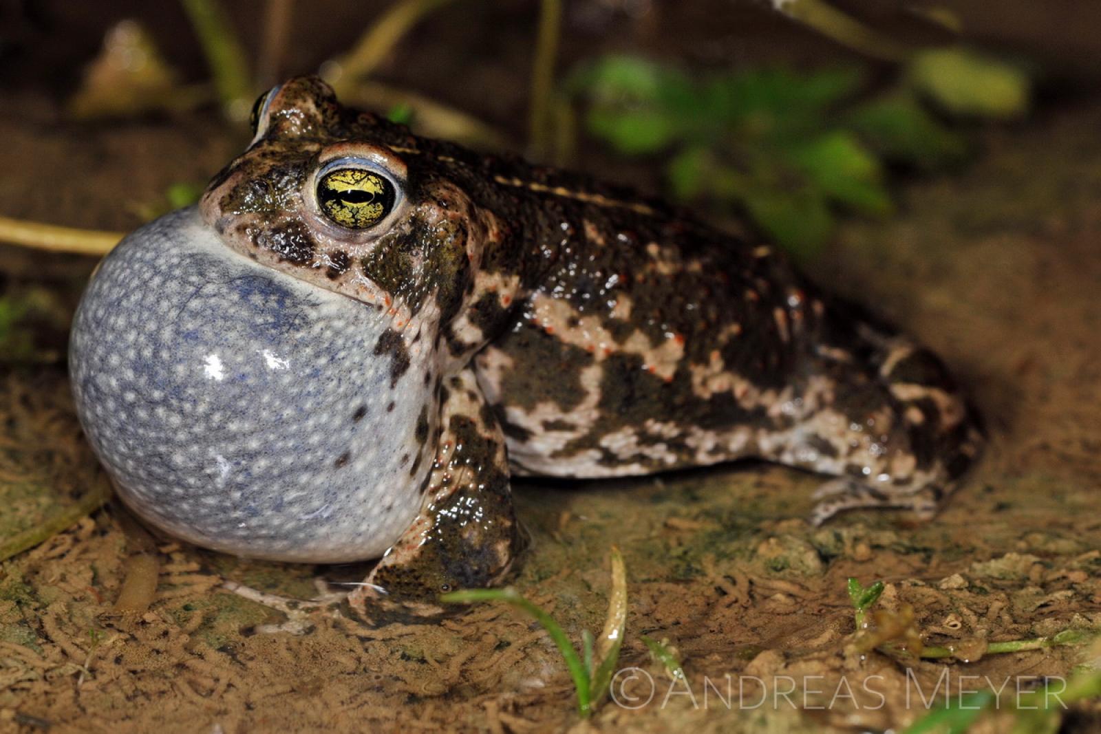 Crapaud avec sac vocal bleuté