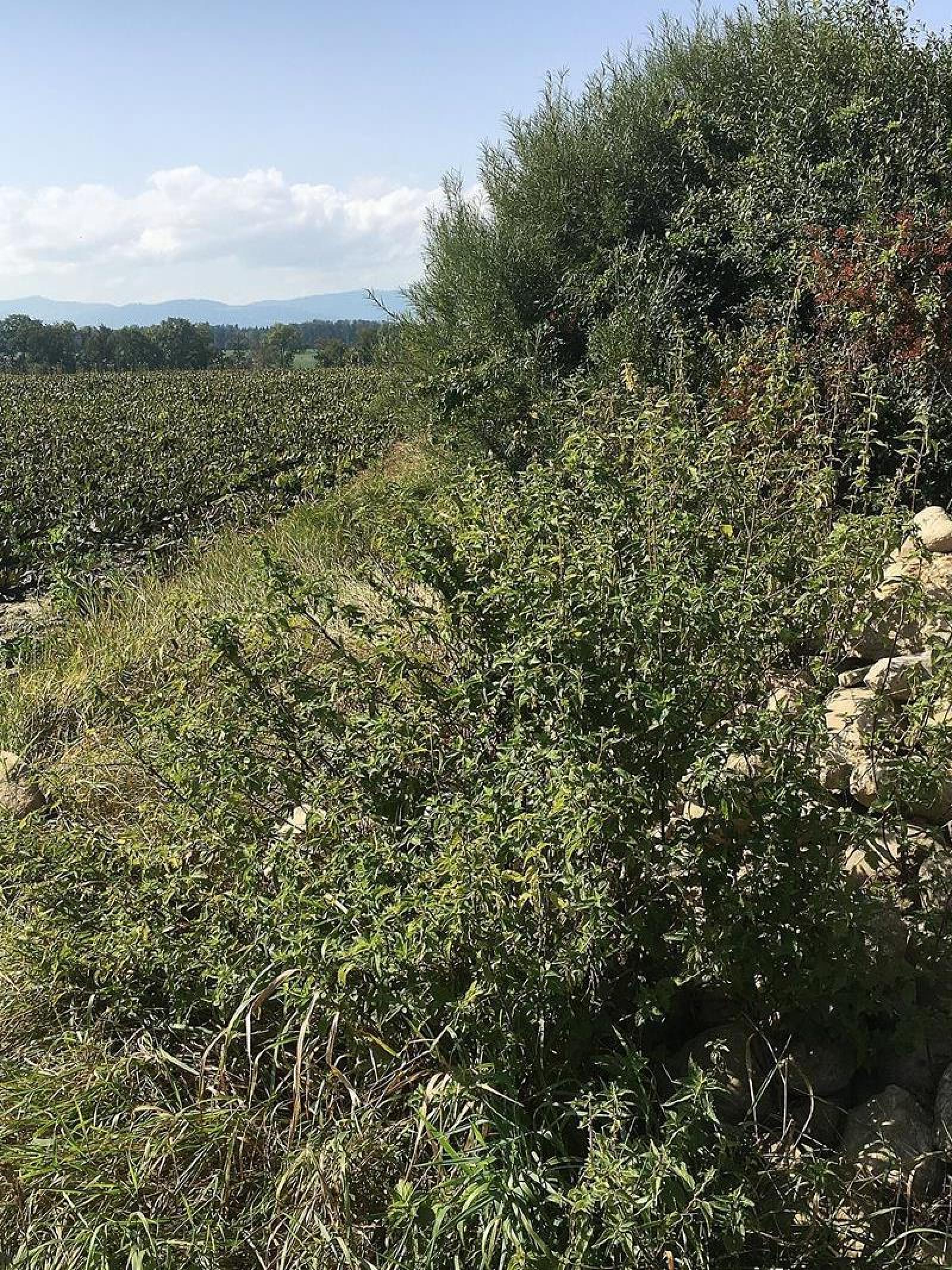 Tas de pierres et haie