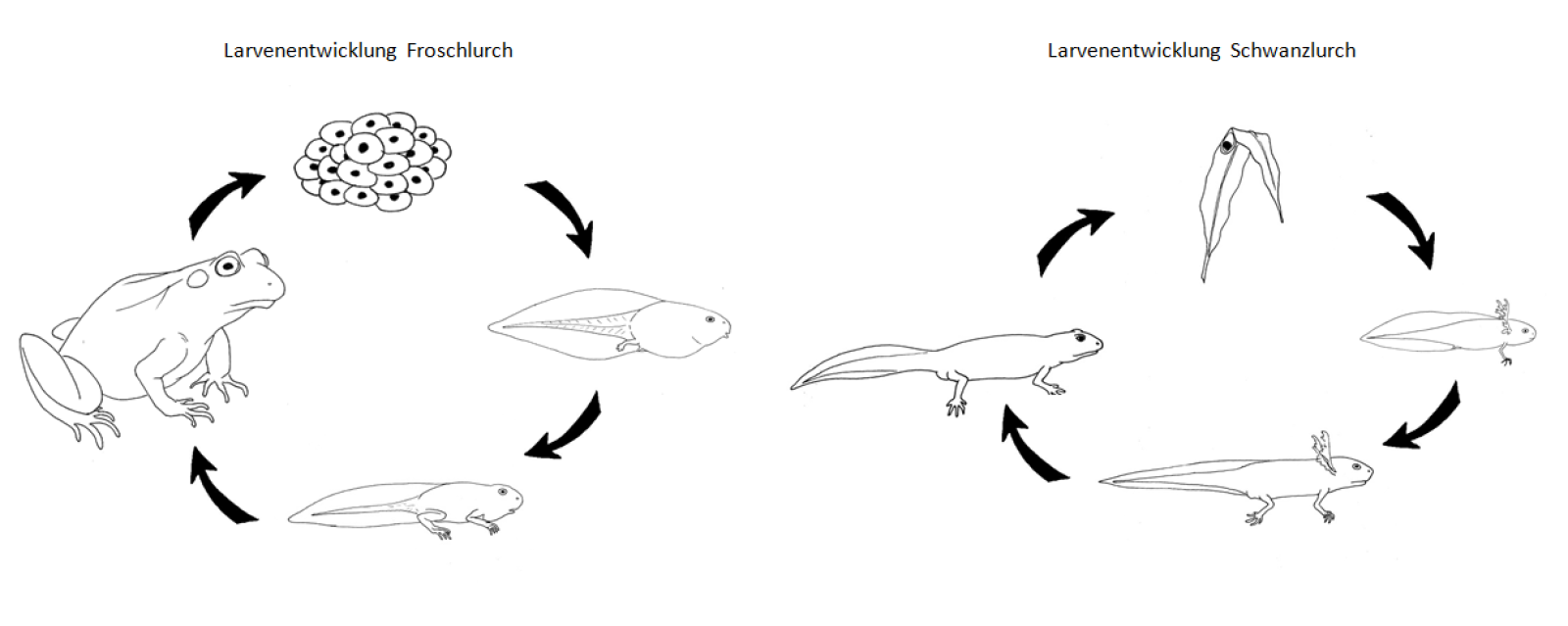 Grafik: Lebenszyklus eines Wasserfrosches und eines Molches&nbsp;