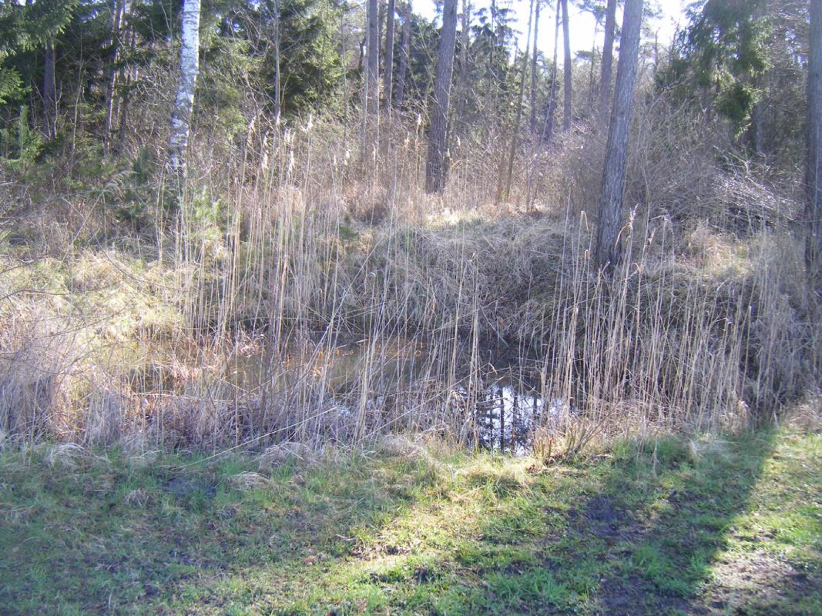Eau peu profonde avec roselière