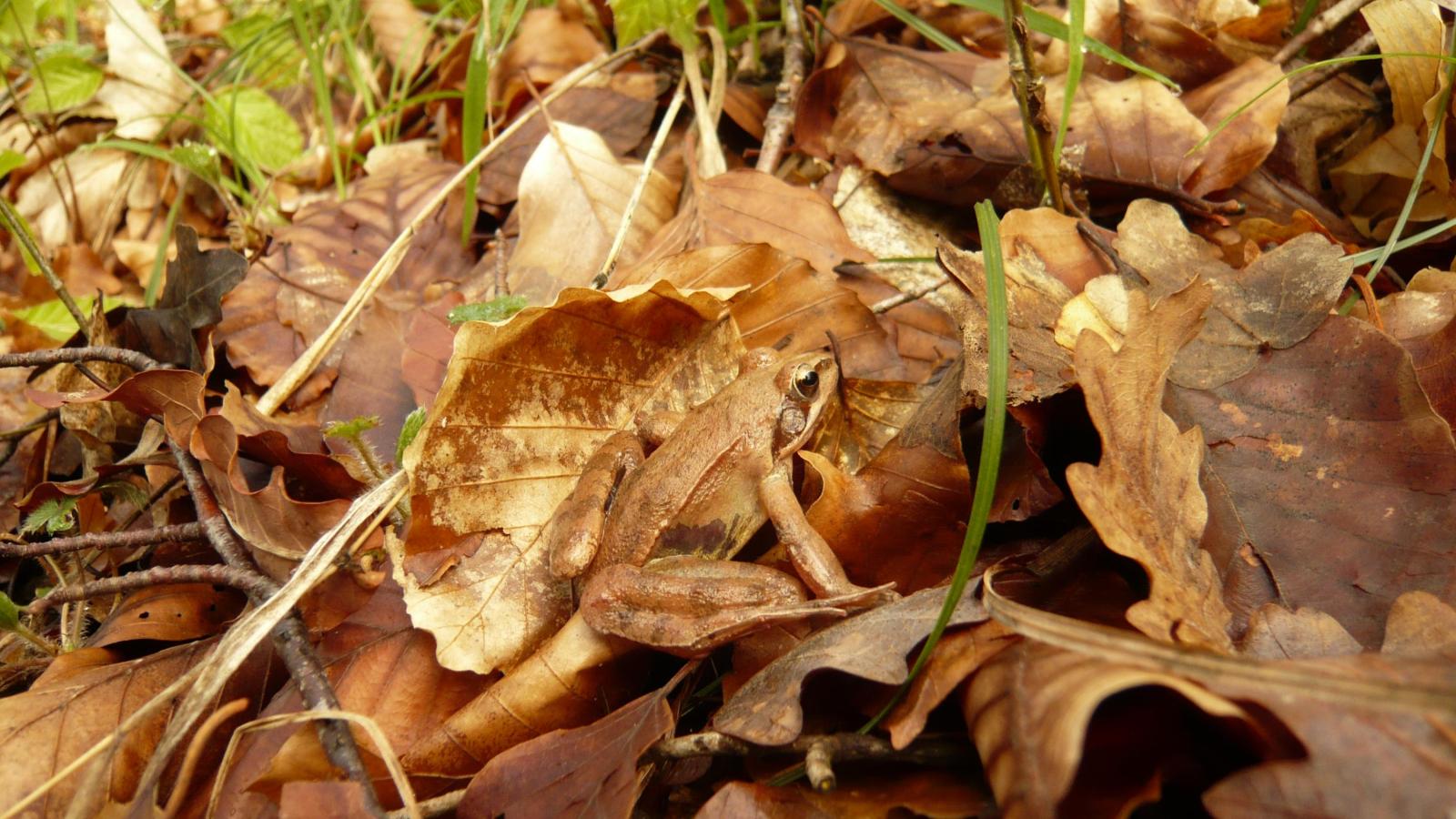 Grenouille brune dans le feuillage