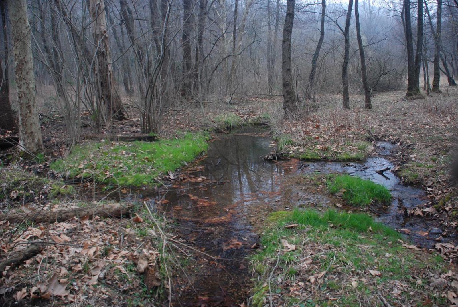 Forêt alluviale avec mare