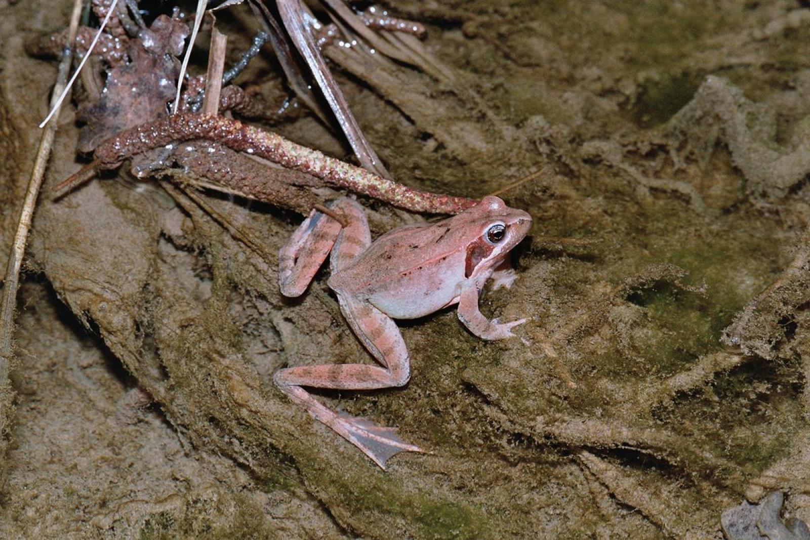 Grenouille brun clair dans l'eau